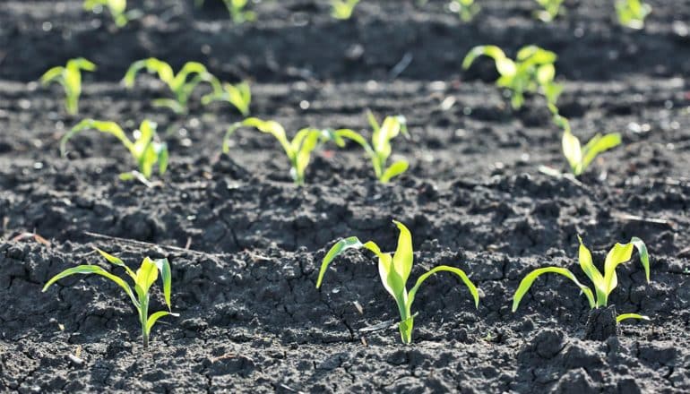 Tiny green shoots of corn pop out of dark soil in a field