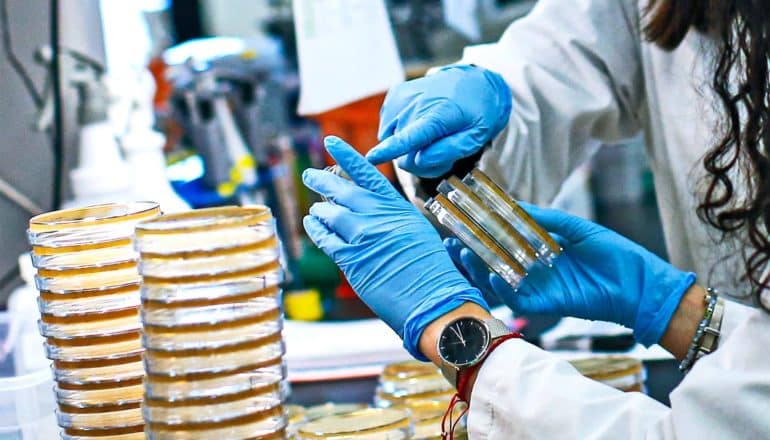 One researcher in white coat and blue gloves holds viral samples while another blue-gloved researcher points at one of the samples. There are also stacks of petri dishes next to the researchers.