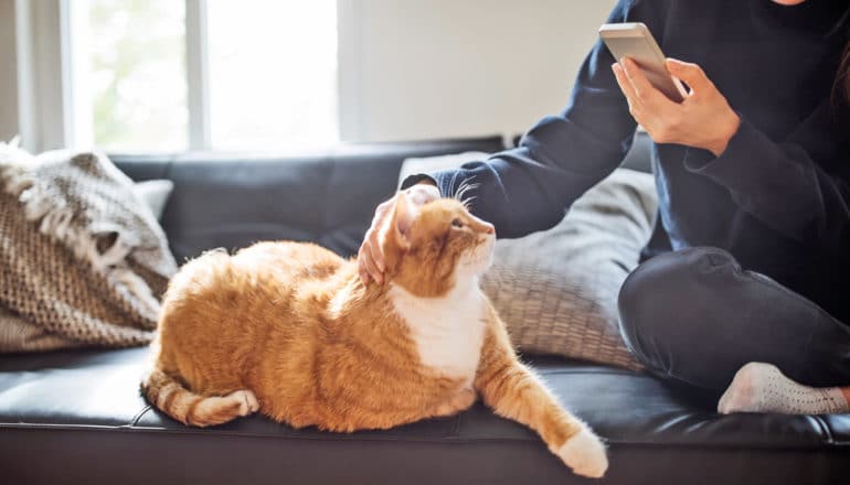 person holds phone while patting cat on couch