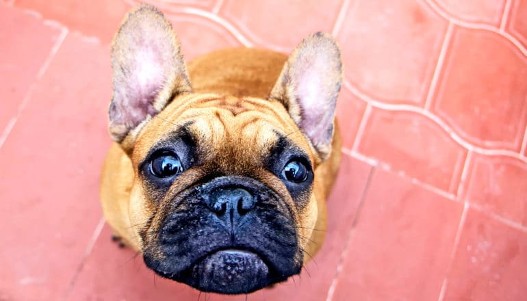 A tan dog stands on red tiles looking up at the camera