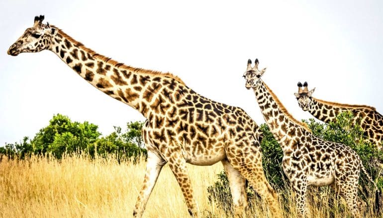 Three giraffes walk across a grassy plain