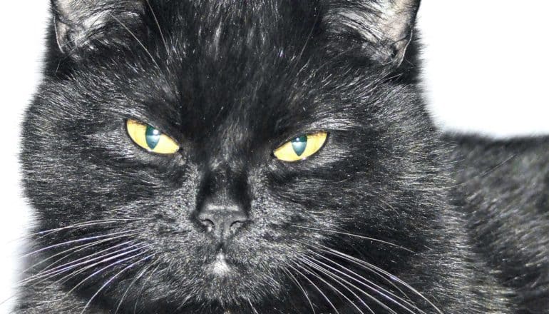 A black cat with yellow eyes glares at the camera, with a white background (cats killing wildlife concept)