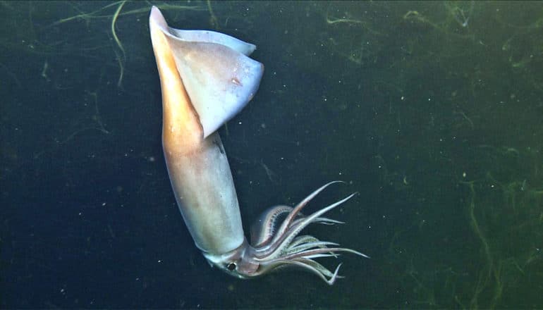 A humboldt squid swims in the dark deep ocean