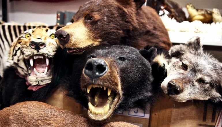 A taxidermied tiger, two bears, and wolf lay in a pile after being confiscated