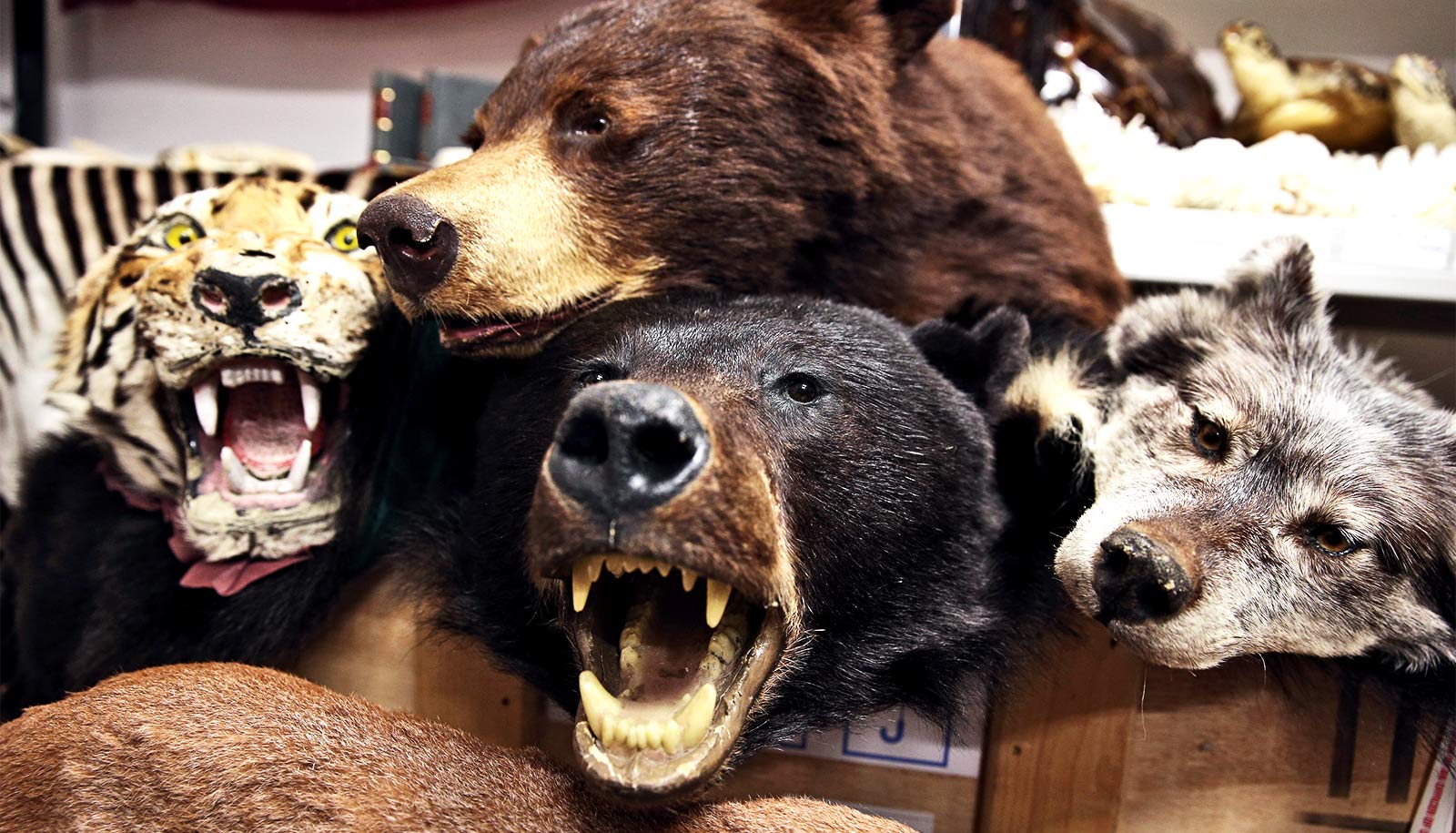 With bear trophies and lion genitals, US wildlife trafficking booms -  Futurity