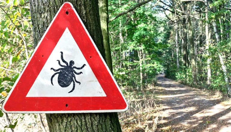 A red and white triangular sign warns of ticks on a forest path