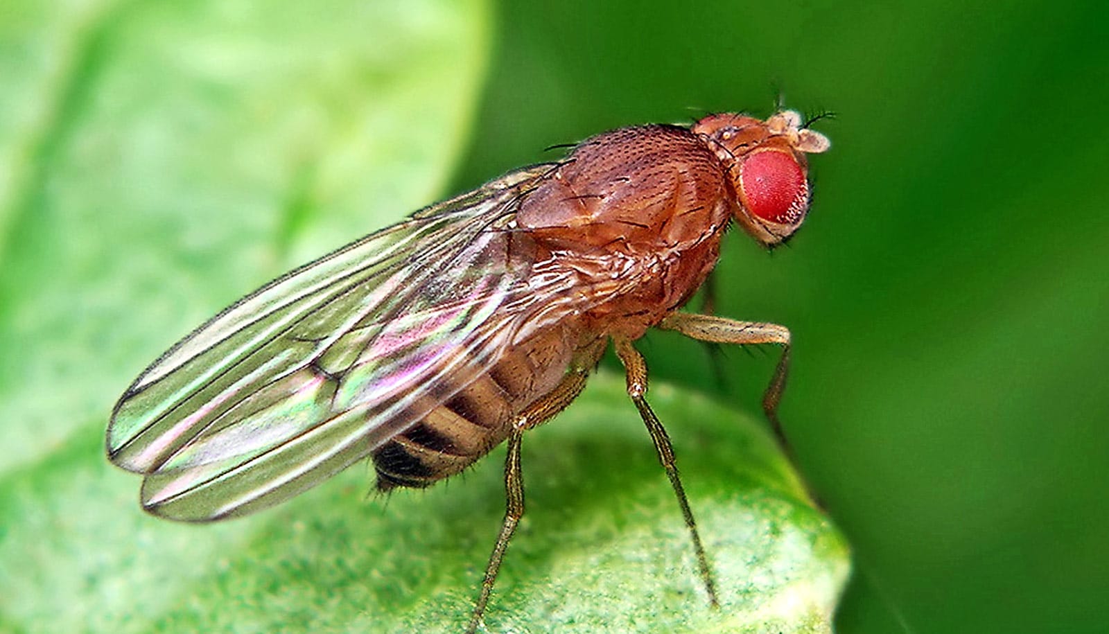 How to Get Rid of Flies, Fly, Fruit Fly, Sandfly