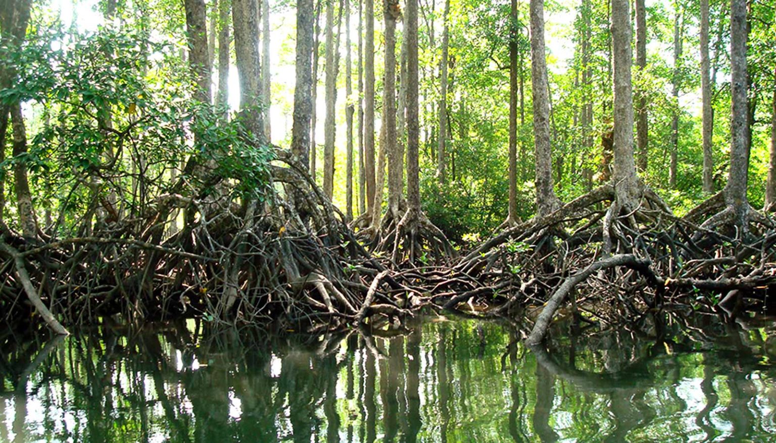 Great Facts Myanmar lost 60 of mangrove forests in 20 years
