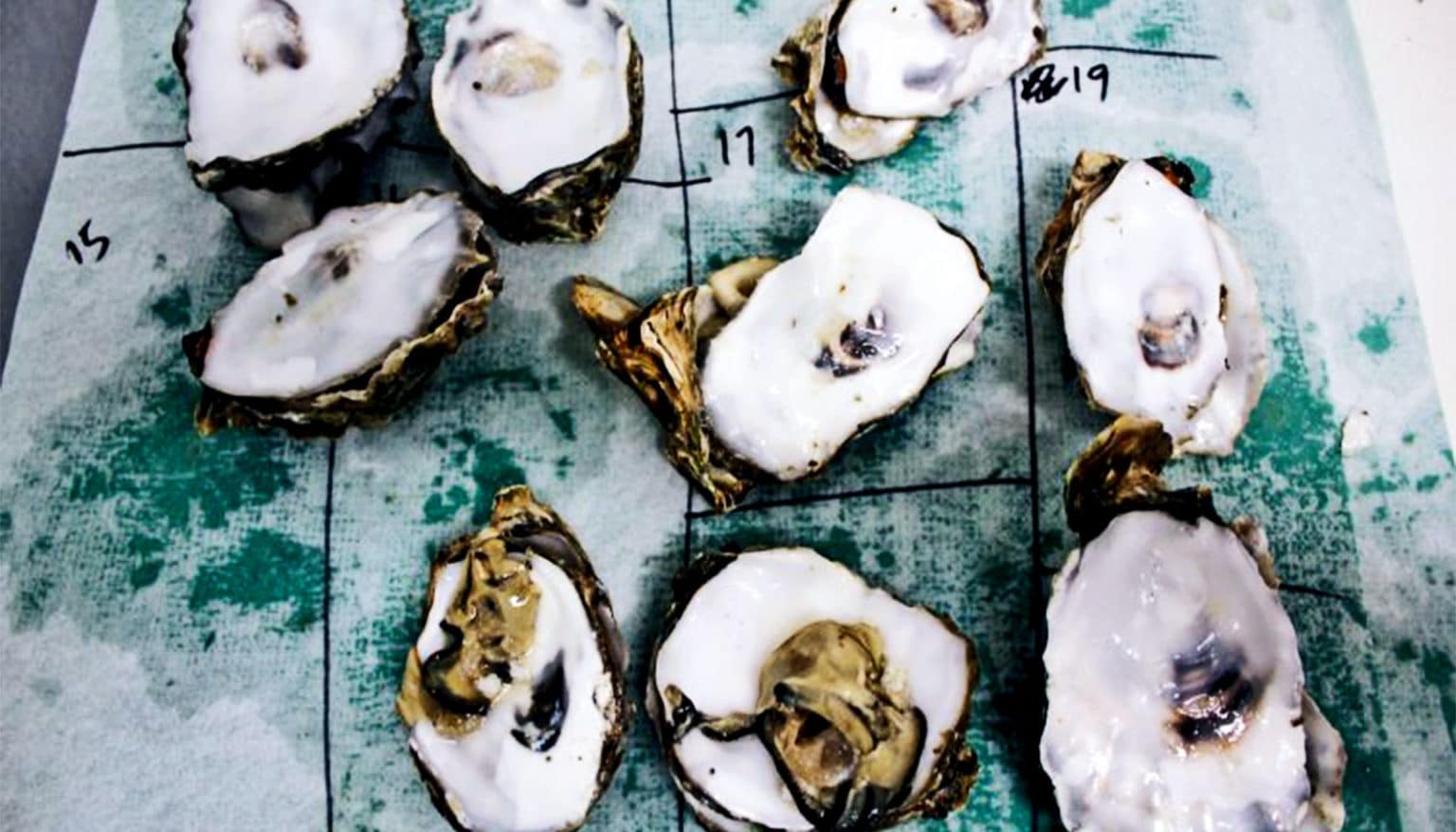 Great Facts Acidic oceans mess with oysters passing on ‘memories’