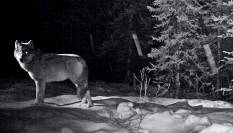 A wolf looks at the camera with eyes glowing viewed in nightvision