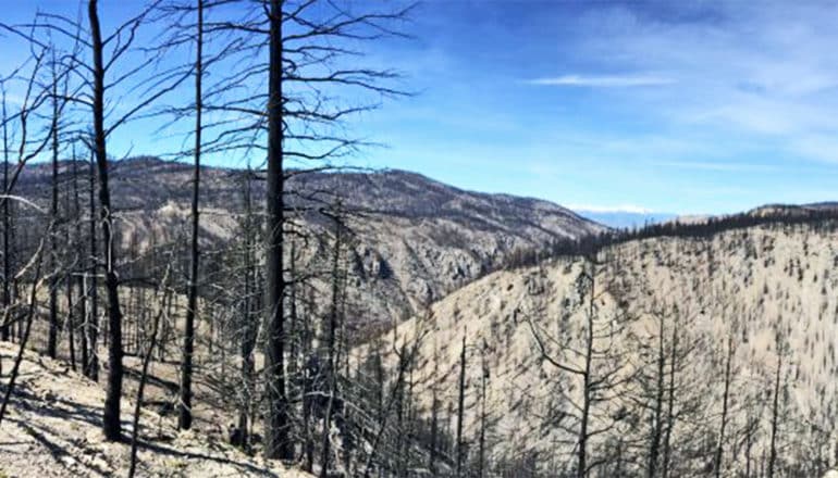 A view from a hill in a forest that's been burned, with tress with no leaves stretching into the distance