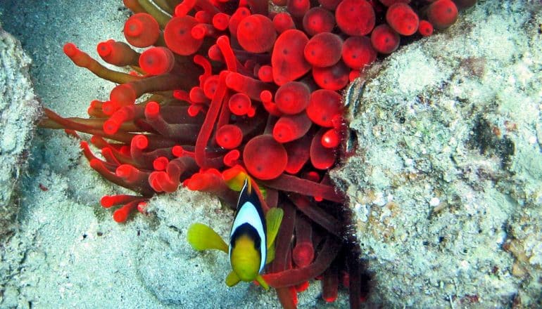 red anemone and striped anemone fish in reef