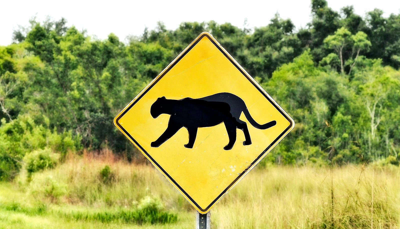 Sensory 'danger zones' can mess with animal survival - Futurity Sensory 'danger zones' can mess with animal survival - Futurity