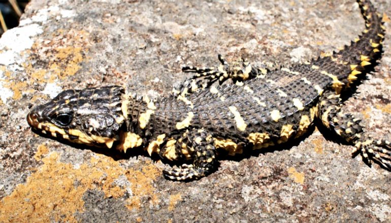 The new lizard species has dark scales with a few yellow stripes and markings