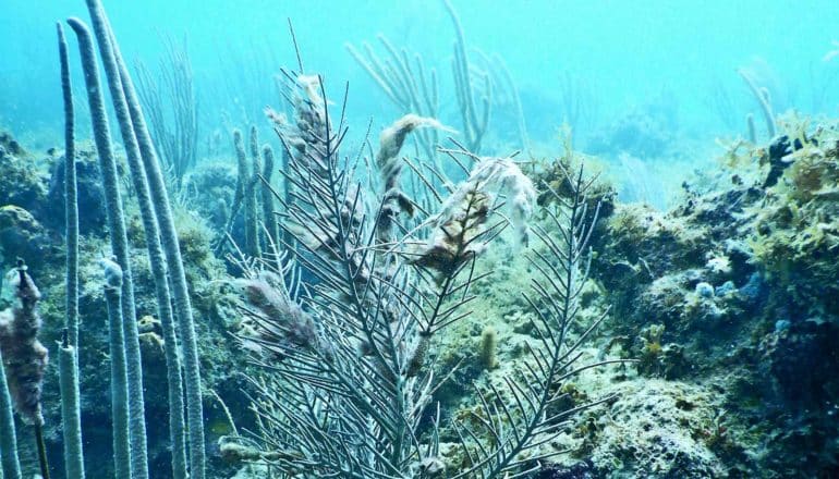 Coral with white build-ups sit on the ocean floor