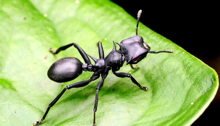 A turtle ant stands on a bright green leaf