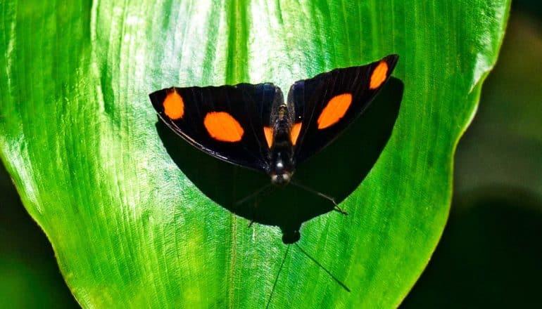 a Catonephele numilia butterfly with ultra-black wings with reddish-orange spots sits on a bright green leaf