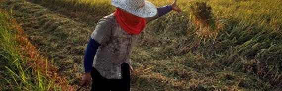 person in hat and scarf tosses clod of rice plant in field