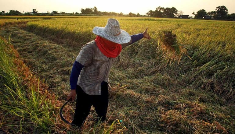person in hat and scarf tosses clod of rice plant in field