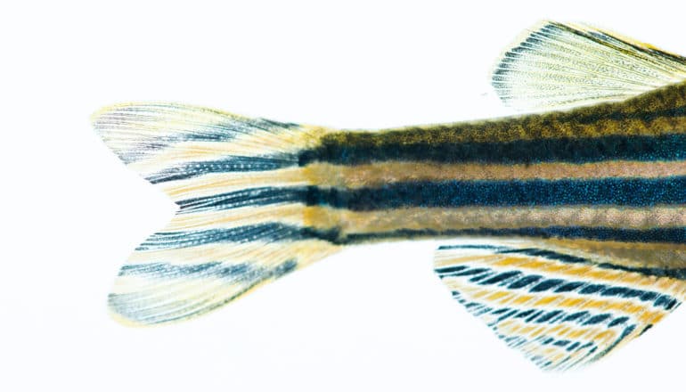 back half of striped fish