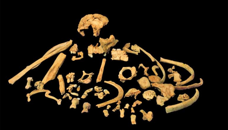 Brown skeletal remains from Homo ancesstor sit on a black background.