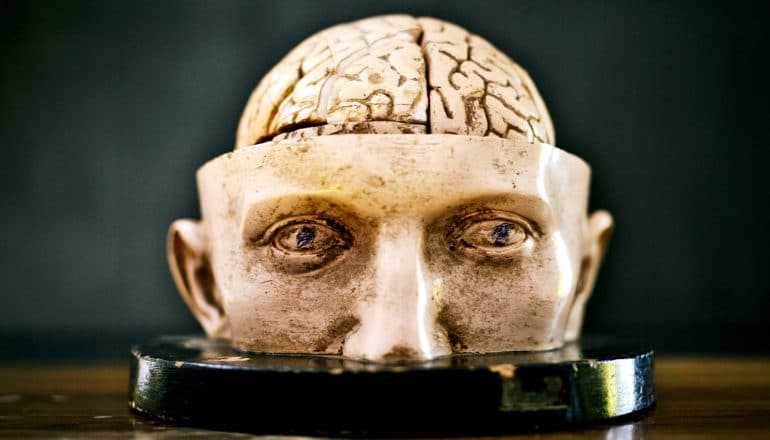 A model of half a face with an exposed brain sits on a table