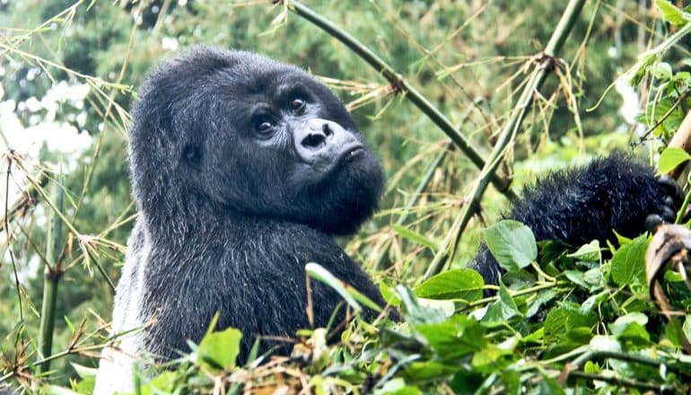A gorilla looks at the camera over its shoulder, surrounded by green leaves