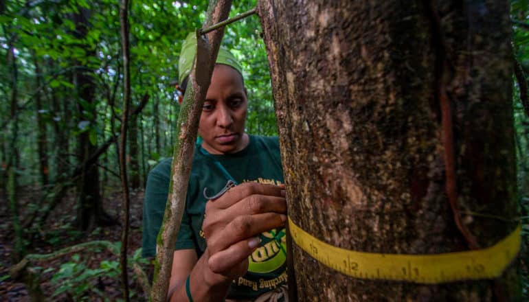 person wraps measuring tape around tree trunk