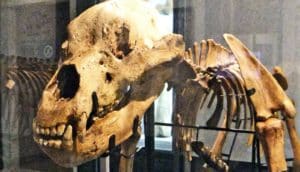 A cave bear skeleton stands in a museum with it's skull close to the camera