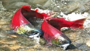 Two bright pinkish-red salmon swim in a stream