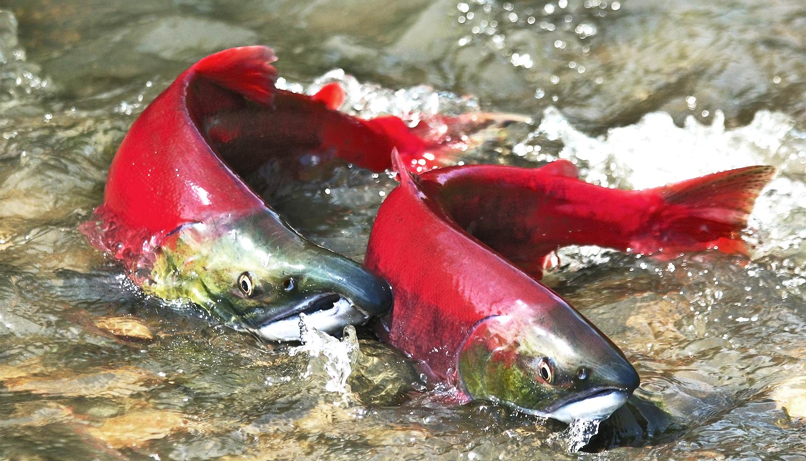 case study fish climate change