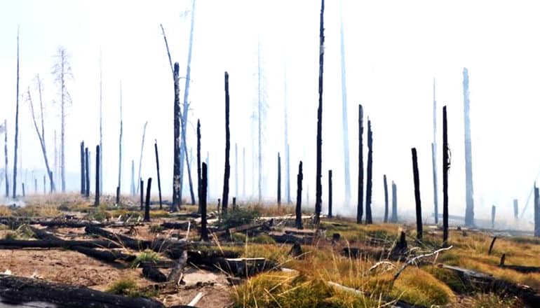 A forest has burned, with burnt trunks standing straight against a foggy background