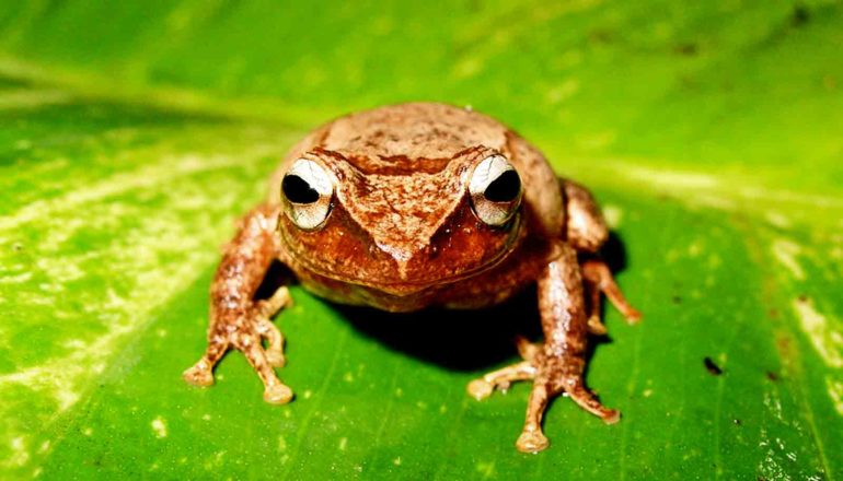 A reddish-orange coqui frog sits on a bright green leaf