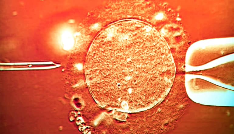 A shot of artificial insemination that's tinged orange, with a needle reaching towards an egg