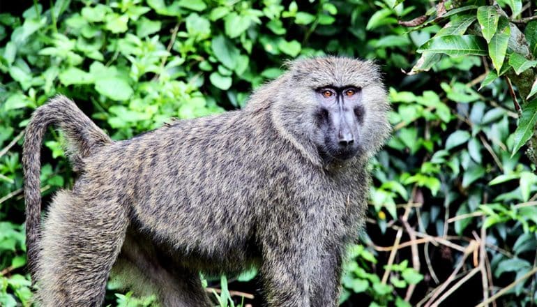 The gret baboon has orange eyes and stands in front of forest leaves