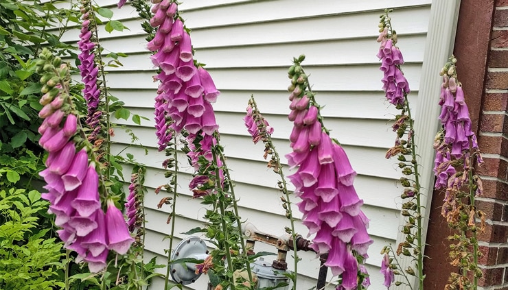 Purple foxglove plants against a white house