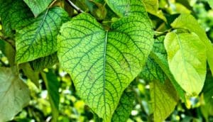 Bright green leaves of a Populus trichocarpa tree have darker green veins running through them