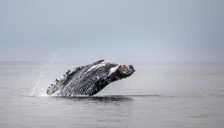 whale breaches out of water