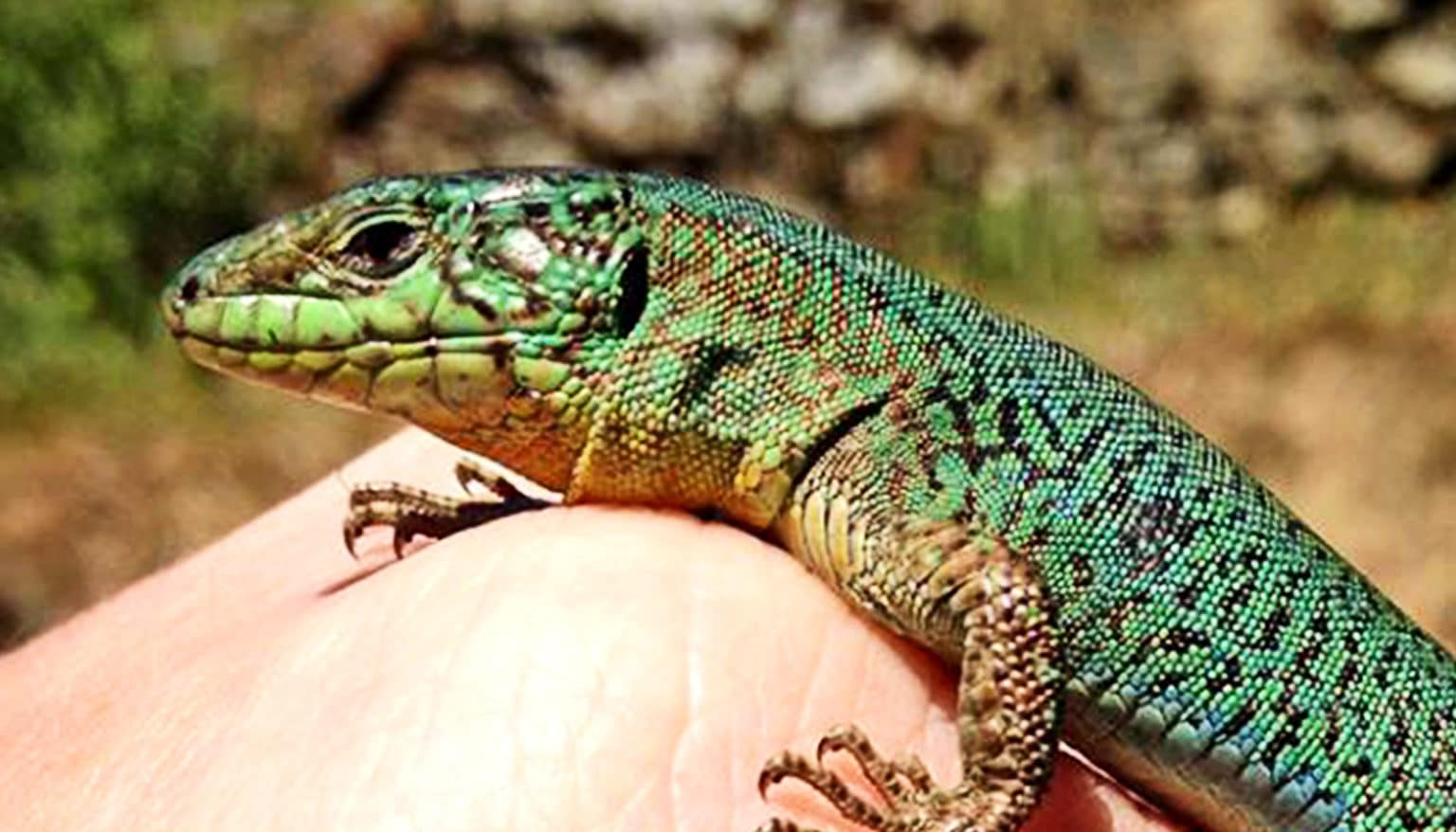 A blue/green lizard sits on top of a researchers hand, it's head small...