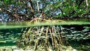 A mangrove tree has deep roots underwater. A school of fish swim by the roots underwater.