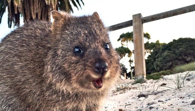 A quokka looks like its smiling in front of a wooden fence with trees in the background