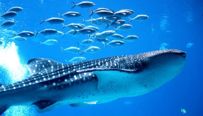 whale shark with small fish