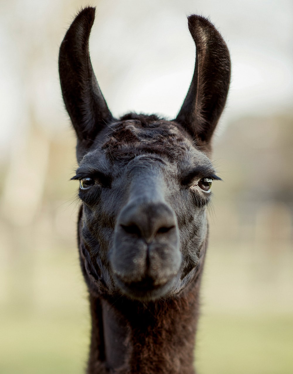 portrait of brown llama's face