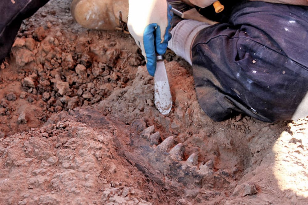 knee, gloved hand, and tool by partially uncovered fossil jaw with jagged teeth