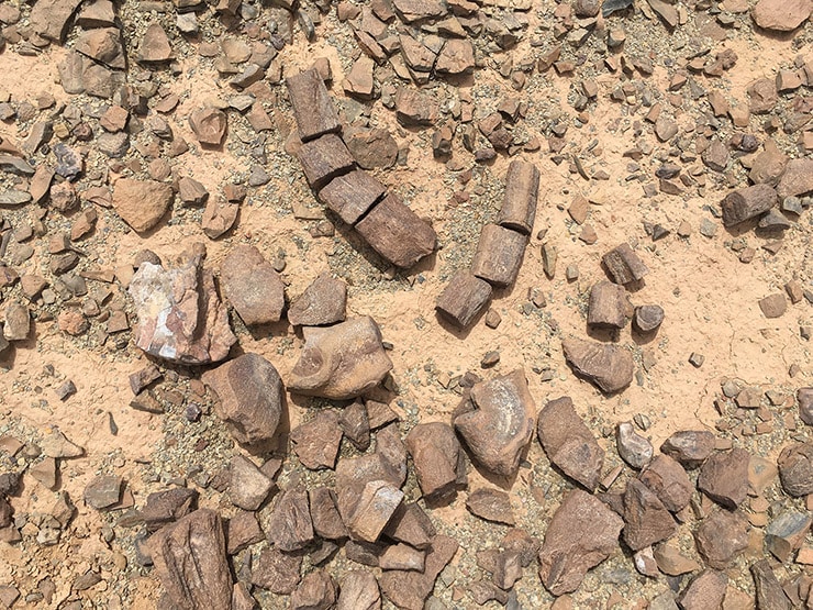 Broken pieces of fossil on the ground