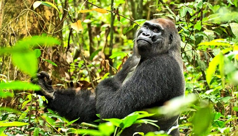 A gorilla sits in the middle of a forest