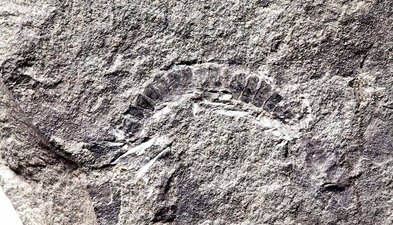 https://www.futurity.org/wp/wp-content/uploads/2020/05/millipede-fossil-worlds-oldest-bug_1600.jpg