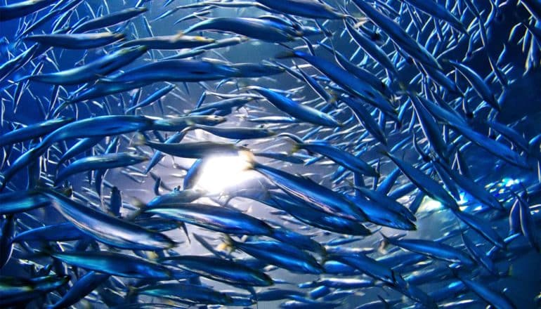 Light from above the ocean's surface shines through a swirling school of anchovies