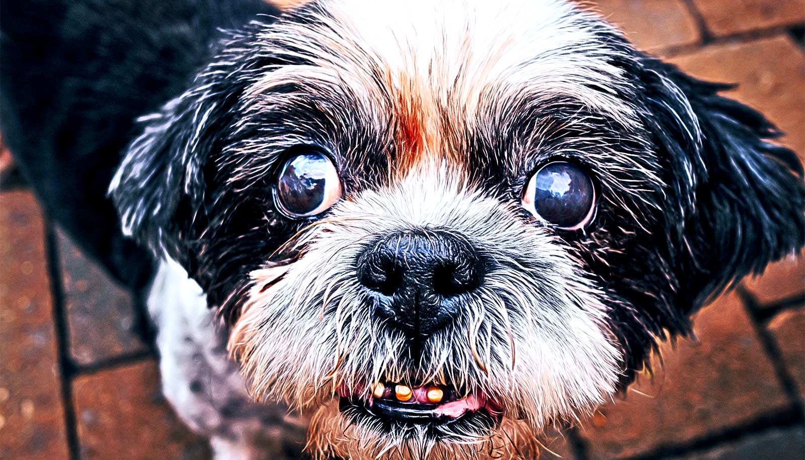 https://www.futurity.org/wp/wp-content/uploads/2020/05/pet-anxiety-stress-covid-19_1600.jpg https://www.futurity.org/wp/wp-content/uploads/2020/05/pet-anxiety-stress-covid-19_1600.jpg