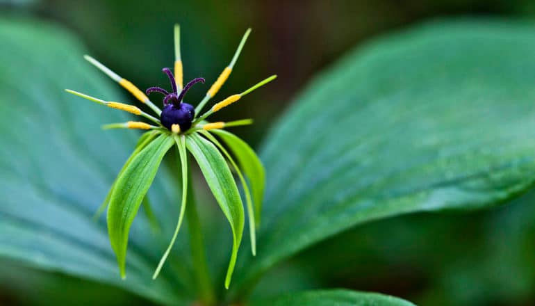 purple berry with yellow stamen around it above downturned leaves